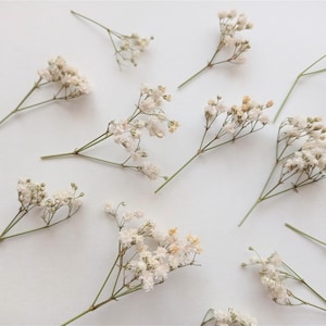 Pu&ograve; includere: Vista dall'alto di fiori bianchi di gipsofila sparsi su una superficie bianca. I piccoli e delicati fiori sono su sottili steli verdi, creando una consistenza morbida e ariosa. Ideale per composizioni floreali o progetti artigianali.