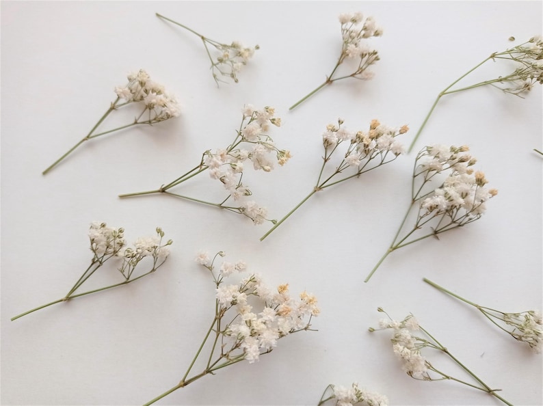 Pu&ograve; includere: Vista dall'alto di fiori bianchi di gipsofila sparsi su una superficie bianca. I piccoli e delicati fiori sono su sottili steli verdi, creando una consistenza morbida e ariosa. Ideale per composizioni floreali o progetti artigianali.
