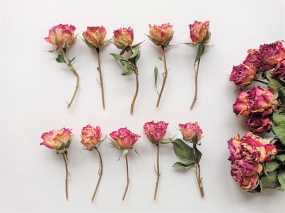  Dried Roses With Stems