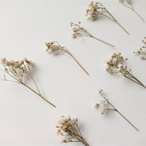 Pu&ograve; includere: Vista dall'alto di diversi rametti di fiori di gipsofila secchi disposti su una superficie bianca. I fiori sono di colore beige chiaro e gli steli sono marrone chiaro. La composizione &egrave; semplice ed elegante, con i fiori sparsi.