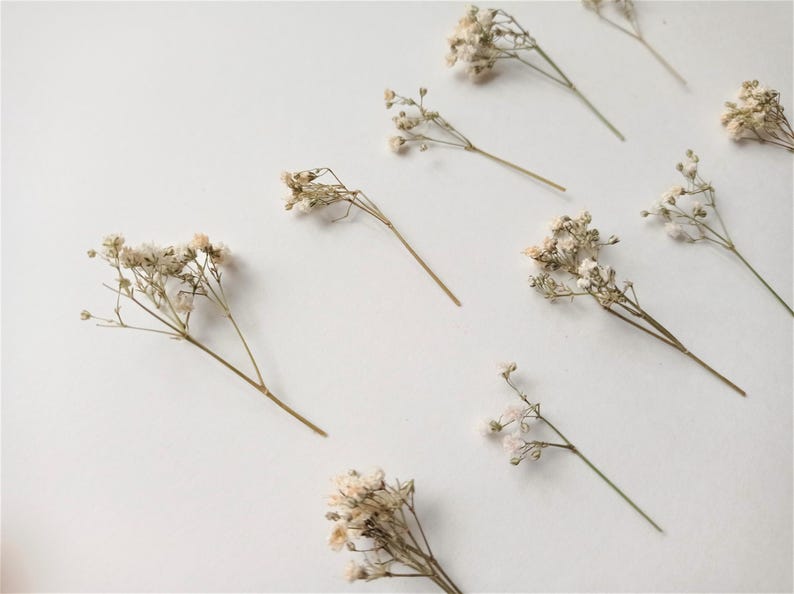 Pu&ograve; includere: Vista dall'alto di diversi rametti di fiori di gipsofila secchi disposti su una superficie bianca. I fiori sono di colore beige chiaro e gli steli sono marrone chiaro. La composizione &egrave; semplice ed elegante, con i fiori sparsi.