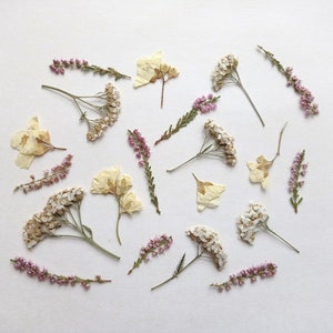 Lot de 20 fleurs pressées, mélange de fleurs d'été pressées séchées, fleurs délicates pressées en vrac, verdure pressée, plantes botaniques pressées