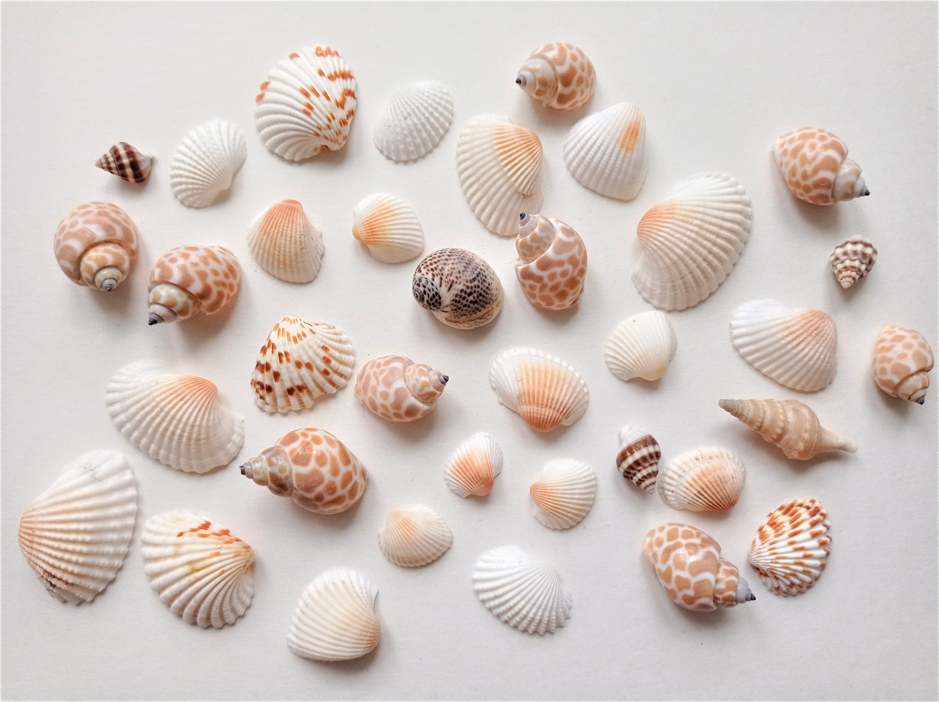 130+ SMALL SEA SHELLS .5 TO 1.25 TALL - 1 CUP - LARGE VARIETY - CRAFTING