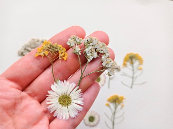 Pink Daisy Pressed Real Dried Flowers (6 pieces)