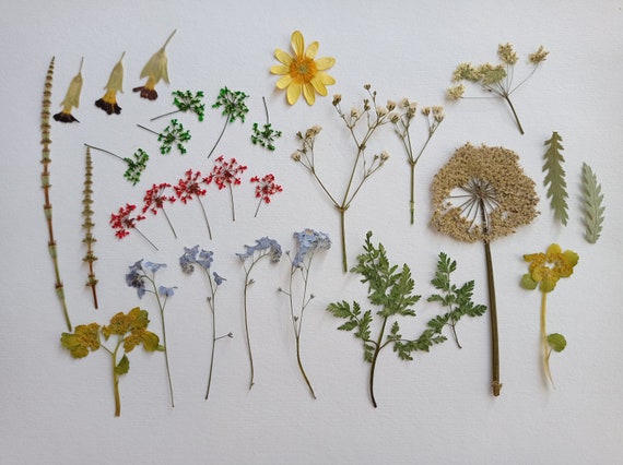 144 Pieces Dried Pressed Flowers Natural Dried Flowers Colorful