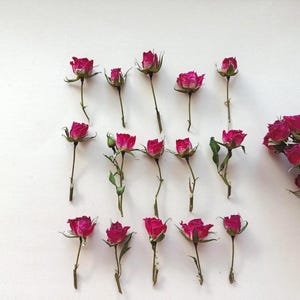 Peut inclure: Disposition de roses roses séchées avec des tiges et des feuilles vertes sur fond blanc. Les roses sont à différents stades de floraison, certaines sont complètement ouvertes et d'autres encore en bouton. Un bouquet de roses est à droite.