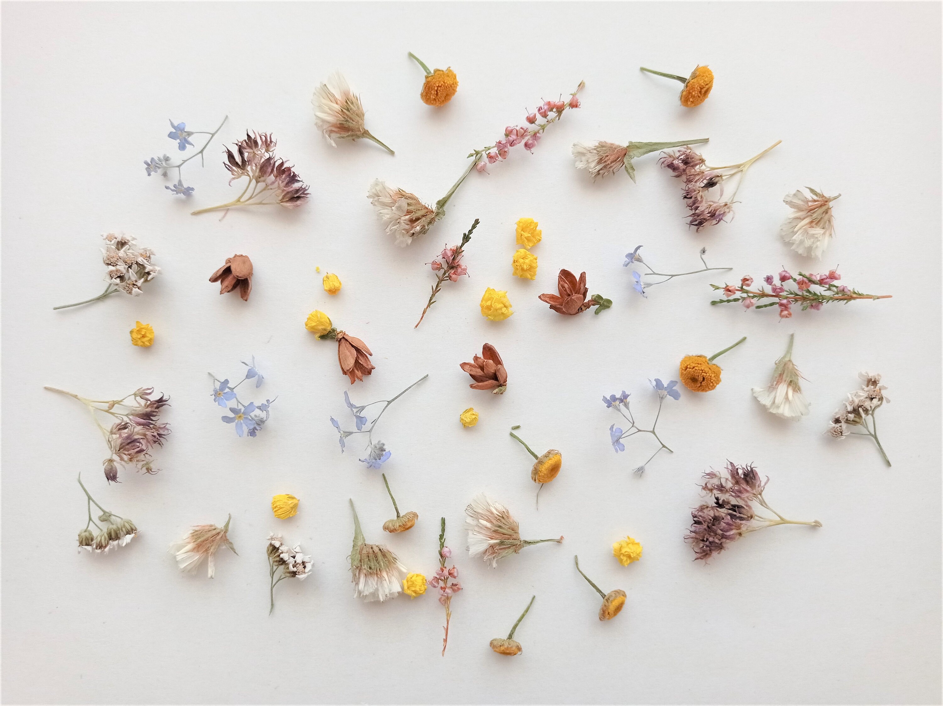 Dried Tiny Flowers for Resin, Tiny Flowers for Resin Jewelry