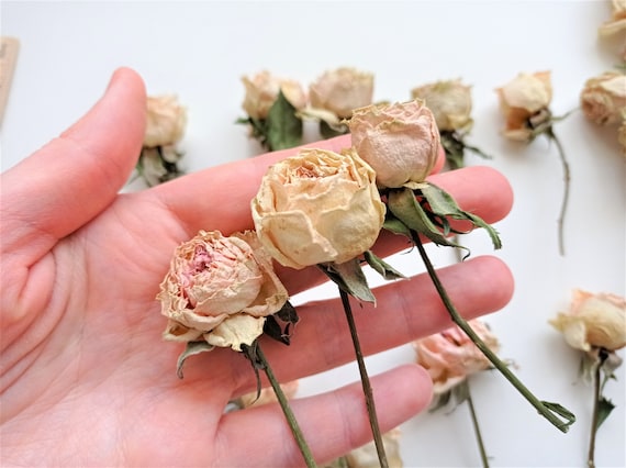 5pcs Dried Mini Roses, Dried Orange Yellow Roses, Tiny Dried