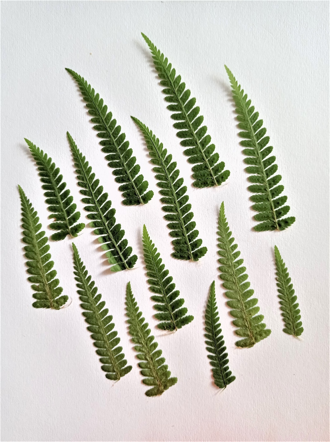 Natural Dried Pressed Fern Leaves 15pcs, Small Dried Ferns, Mini Fern ...