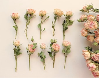Rosas diminutas secas 5pcs, Rosas rosa marfil secas, Pequeñas rosas beige para artesanías de bodas
