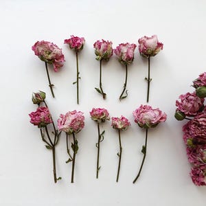 Op de afbeelding: Een verzameling gedroogde roze rozenbloesems met groene stelen gerangschikt in twee rijen, vergezeld door een grotere tros gedroogde roze rozen aan de rechterkant. De bloemen vertonen verschillende stadia van bloei en tinten roze en groen.