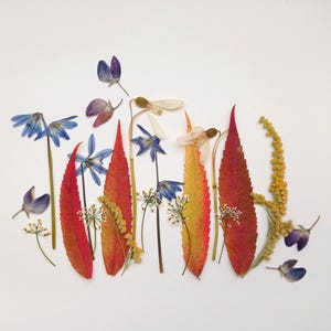 Set di fiori selvatici essiccati e pressati, Fiori blu essiccati, Fiori gialli pressati, Mix di fiori rossi pressati, Fiori artistici essiccati, Fiori per candele