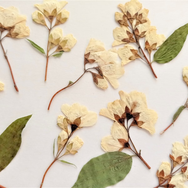 Pressed ivory flowers 10pcs, Dried pressed beige jasmine flowers, Pressed philadelphus flower stems for crafts