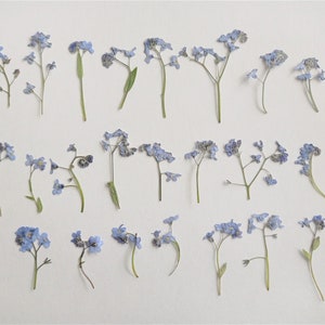 May include: An overhead shot showcases a collection of delicate, dried forget-me-not flowers. The small, light blue blossoms are arranged on a white background. Each stem is unique, with varying lengths and a few green leaves.