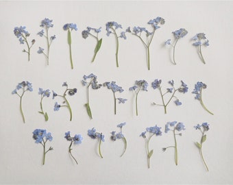 Pressed dried forget me not flowers 15/30pcs, Tiny blue flower for resin jewelry, Mini forget me not flower for crafts