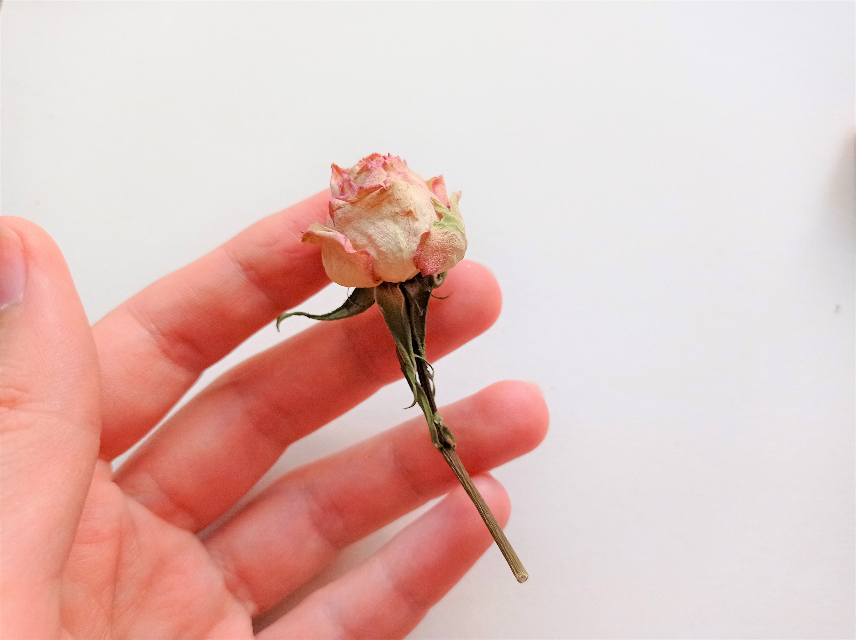 7pcs Dried Tiny Roses Dried Beige Pink Roses Dried Mini Rose
