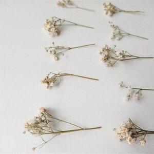 Pu&ograve; includere: Una collezione di fiori di gipsofila secchi disposti su una superficie bianca. I delicati fiori color crema sono raggruppati alle estremit&agrave; di sottili steli marroni, creando un'estetica naturale e ariosa. Ideale per l'artigianato e le composizioni floreali.