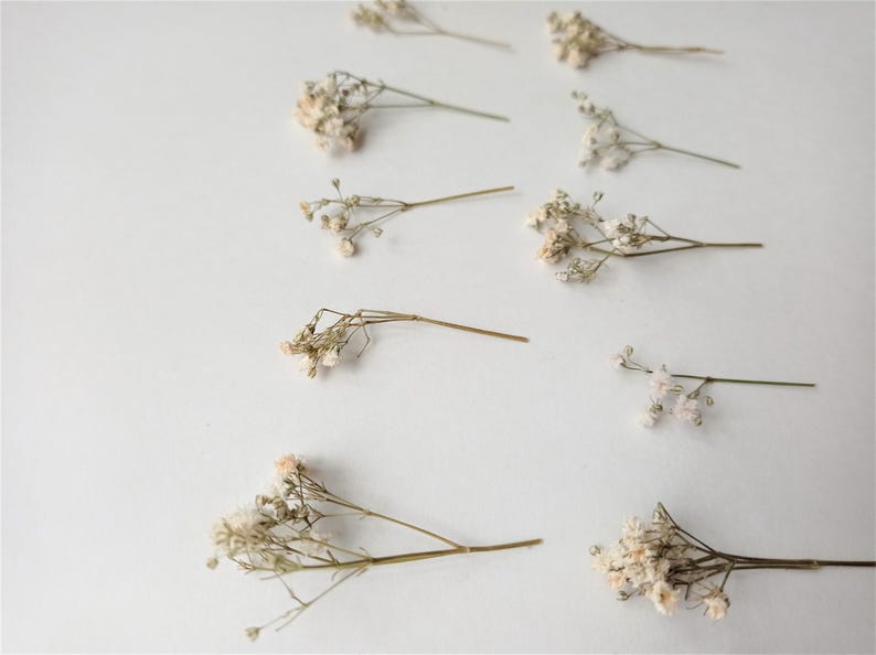 Pu&ograve; includere: Una collezione di fiori di gipsofila secchi disposti su una superficie bianca. I delicati fiori color crema sono raggruppati alle estremit&agrave; di sottili steli marroni, creando un'estetica naturale e ariosa. Ideale per l'artigianato e le composizioni floreali.