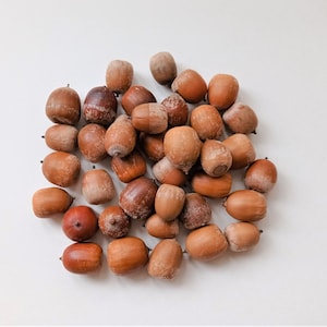 50pcs dried acorns, Real natural acorn nuts, Bulk acorn pieces, Acorns without caps