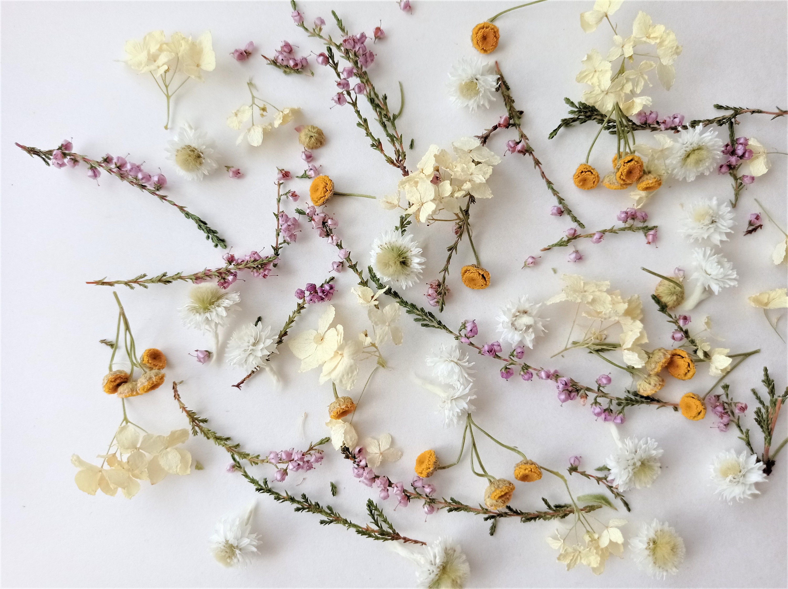Dried and Preserved Florals — KB Flowers
