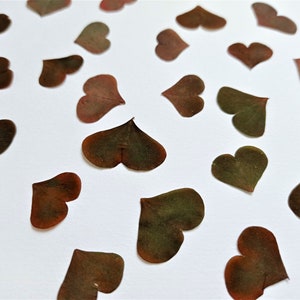Folhas reais em formato de coração, 7 peças, folhagens secas prensadas, folhas selvagens marrons da primavera, azedinhas para arte em resina, arte botânica, confecção de cartões
