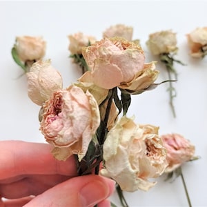 Mini rosas secas, color beige y rosa, decoración vintage, suministros para manualidades (5 unidades)