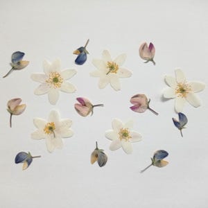 Juego de 15 flores prensadas, mezcla de flores secas de primavera, flores pastel prensadas a granel, vegetación prensada, adornos botánicos, joyería DIY