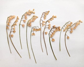 White pressed lily of the valley flowers , Pressed lilies, Real natural dry flower, Creamy blossoms for resin jewelry, craft, card, DIY