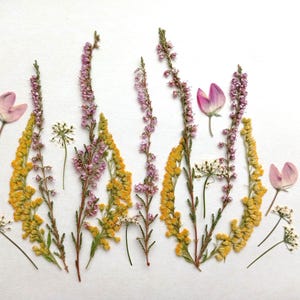 Gepresste Wildblumen, Gepresste gelbe Wildblumen, Gepresste gelbe Wildblumen, Getrocknete Blumen, Gepresste Blumen, Blumen für Kerzen