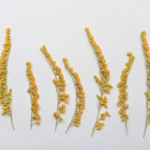 Fiori gialli pressati secchi 10 pezzi, Verga d'oro secca, Solidago pressato, Fiori di campo pressati, Fiori secchi per l'artigianato