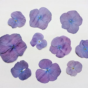 10 hortensias violets pressés, fleurs séchées pour résine, vraie fleur violette, pétales de fleurs séchées, fleurs plates pressées pour cartes de mariage