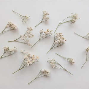 Dried Baby&#39;s Breath 10pcs, Mini Creamy Beige Flower Stems, Dried Gypsophila, Real Dry Mini Flowers, Tiny Flowers for Resin and Decoration
