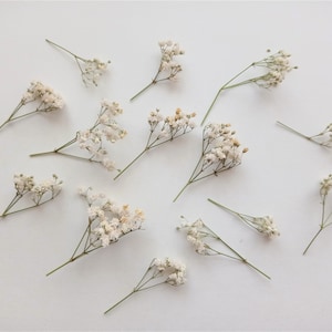 100 Pcs Small Dried Flowers, Tiny Dry Flowers,flowers for Resin,mini Flower  for Resin Craft, Dry Flower Supply,flower for Resin Art 