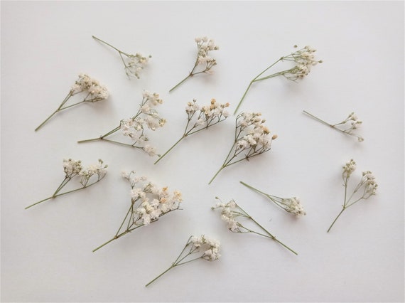 50 Pcs Dried Babys Breath Flowers Bulk Ivory White Babys Breath Natural  Gypsophila Dried Flowers for Wedding Christmas Resin Art Craft DIY  Invitations Card Making 