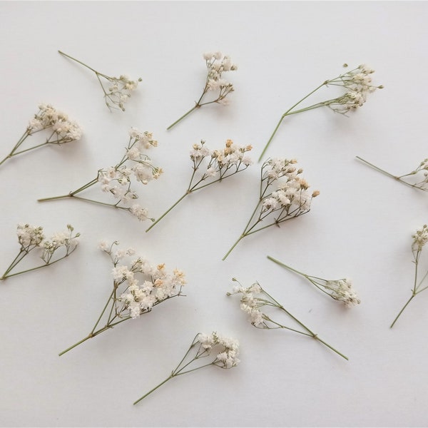 Dried Baby's Breath 10pcs, Mini Creamy Beige Flower Stems, Dried Gypsophila, Real Dry Mini Flowers, Tiny Flowers for Resin and Decoration