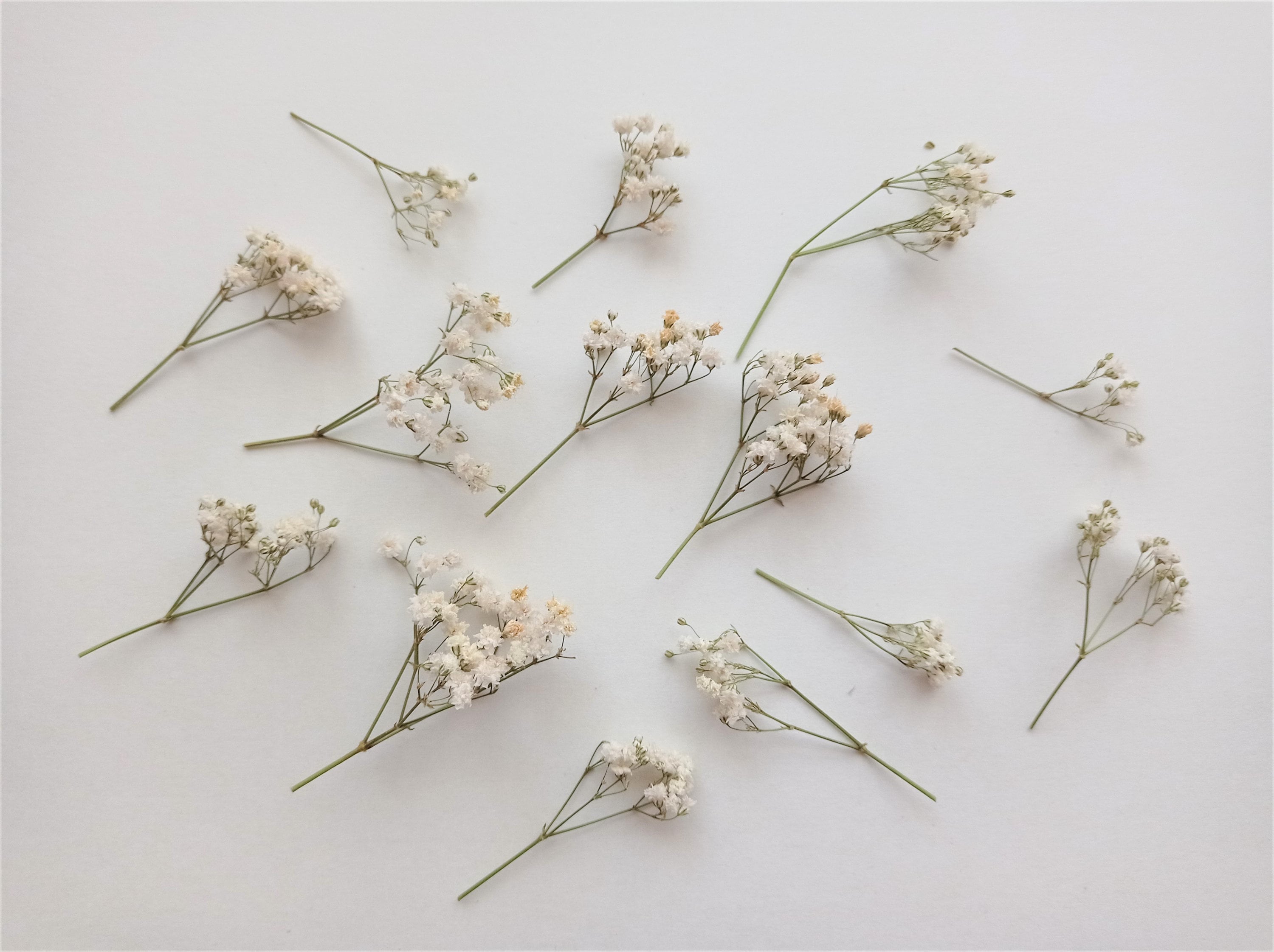 Dried Baby's Breath 10pcs Mini Creamy Beige Flower Stems Etsy