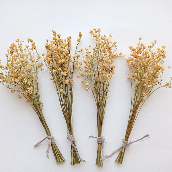 Bouquet de muguet séché, mini fleurs beiges, petite convallaria majalis, vraie fleur séchée naturelle pour mariage