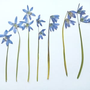 10 flores prensadas auténticas de la gloria de la nieve, pequeñas flores silvestres prensadas, pequeñas flores azules secas prensadas para manualidades, bricolaje, suministro de resina.