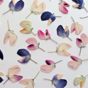 30 peças de mini flores azuis prensadas e secas, tremoço roxo rosa minúsculo, pétalas de flores cremosas prensadas para arte botânica
