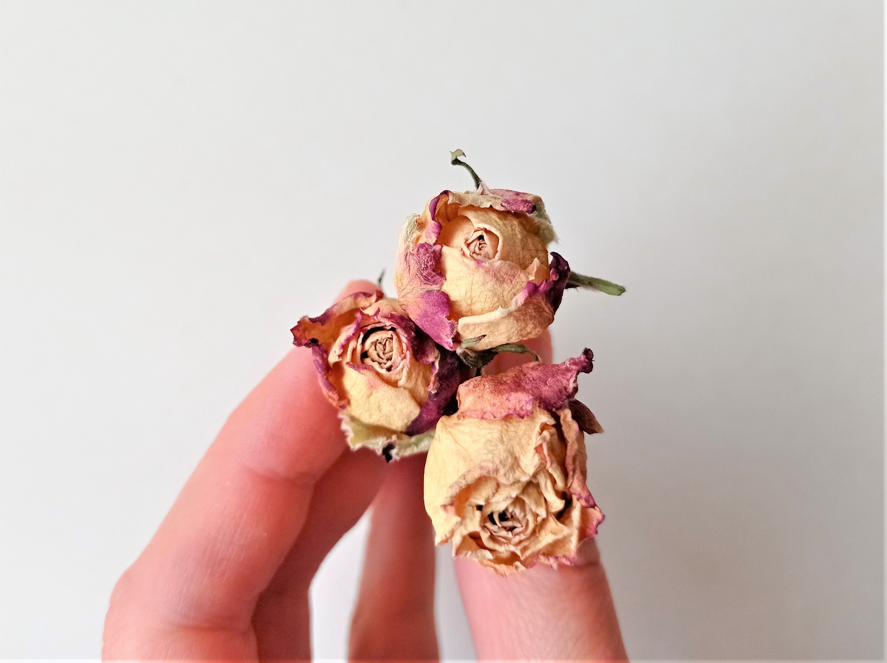 Dried Tiny Roses 5pcs, Dried Beige Pink Roses, Small Dried Rose Flowers for  Crafts 