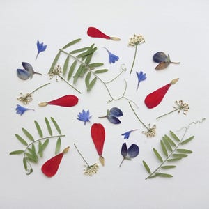 Fleur bleue pressée séchée 24 pièces, Petites fleurs sauvages rouges pressées, Fleurs et feuilles blanches pressées, Scrapbooking, Fleur en résine