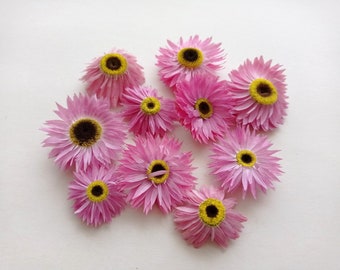 Dried pink helipterum acroclinium 10pcs, Dried flower heads, Real paper daisy, Everlasting daisy, Dried home decor, DIY Wedding table decor