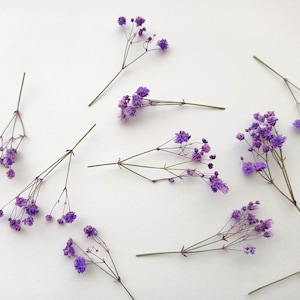 10 pezzi di gypsophila viola essiccata, mini bouquet di fiori, Gypsophila essiccata, veri mini steli secchi, piccoli fiori secchi per resina e decorazione
