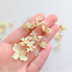 Getrocknete kleine Blumen für Harz, Tiny ivory Blumenset 50ml, Getrocknete Miniblumen für Hochzeitsdekore