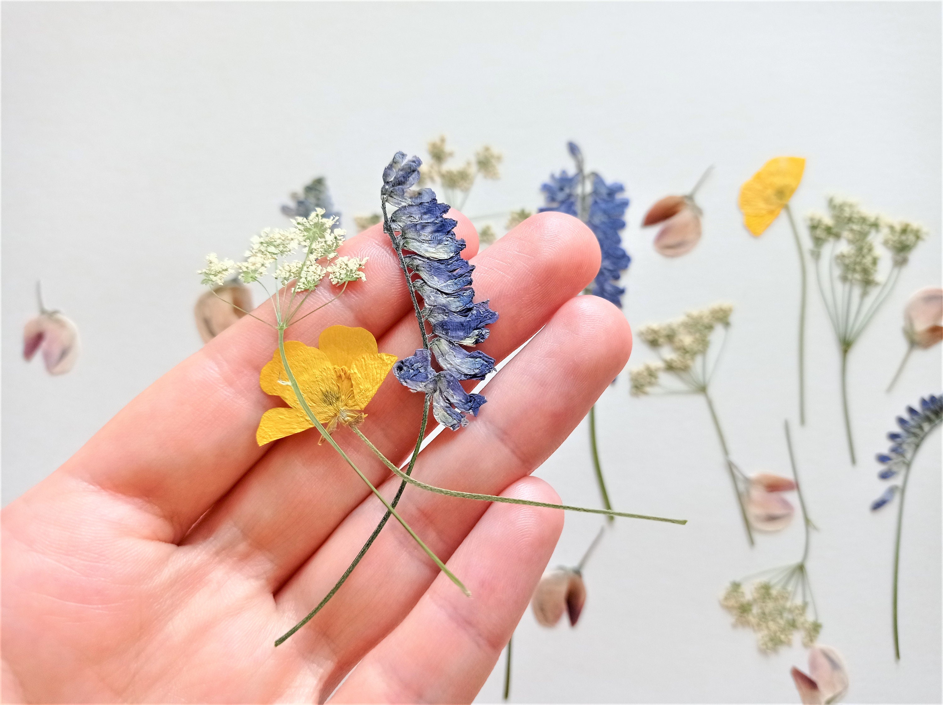 25pcs Dried Pressed Flowers For Resin Pressed Flowers Dry Le - Inspire  Uplift