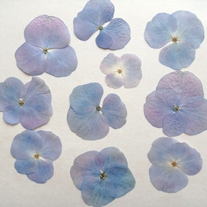 Fleurs d'hortensia séchées pressées 10pcs, Hortensia rose bleu séché, Vraie fleur séchée pour bijoux en résine Fleurs de mariage