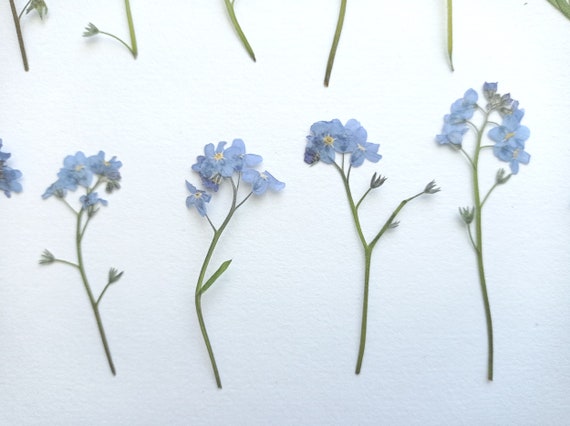 50 Pcs Natural Forget Me Not Pressed Dried Flowers Blue Don't