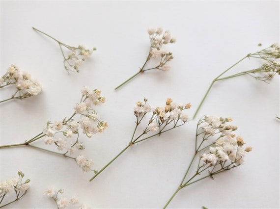 4 creative ways to Use Gypsophila (Baby's Breath) l Dried Flowers & Décor –  Dried Flowers Decor