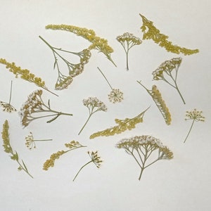 Ensemble de fleurs pressées 18pcs, Mélange de fleurs d’été pressées séchées, Fleurs jaunes pressées en vrac, Verdure pressée, Plantes pressées