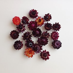 Tiny strawflowers 10pcs, Multicolor organic helichrysum, Small strawflower heads, Wedding decor flowers